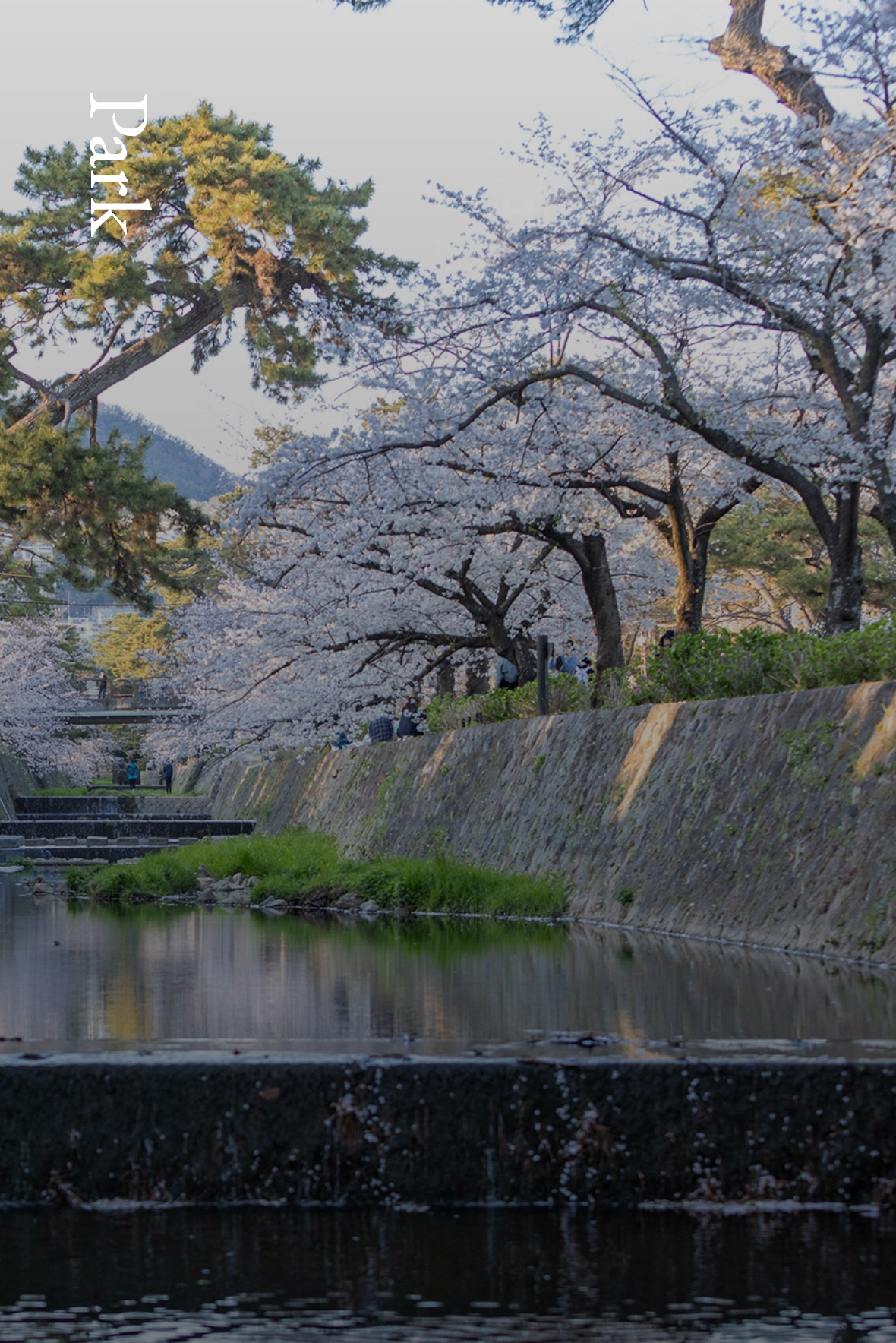  夙川公園（夙川河川敷緑地） (560m/徒歩約7分)